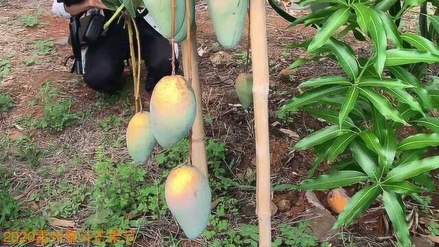 到芒果之乡湛江雷州覃斗镇首届芒果节找芒果吃去!