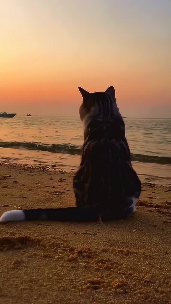 这是只思考人生的猫,背影看起来很孤独,令人心疼