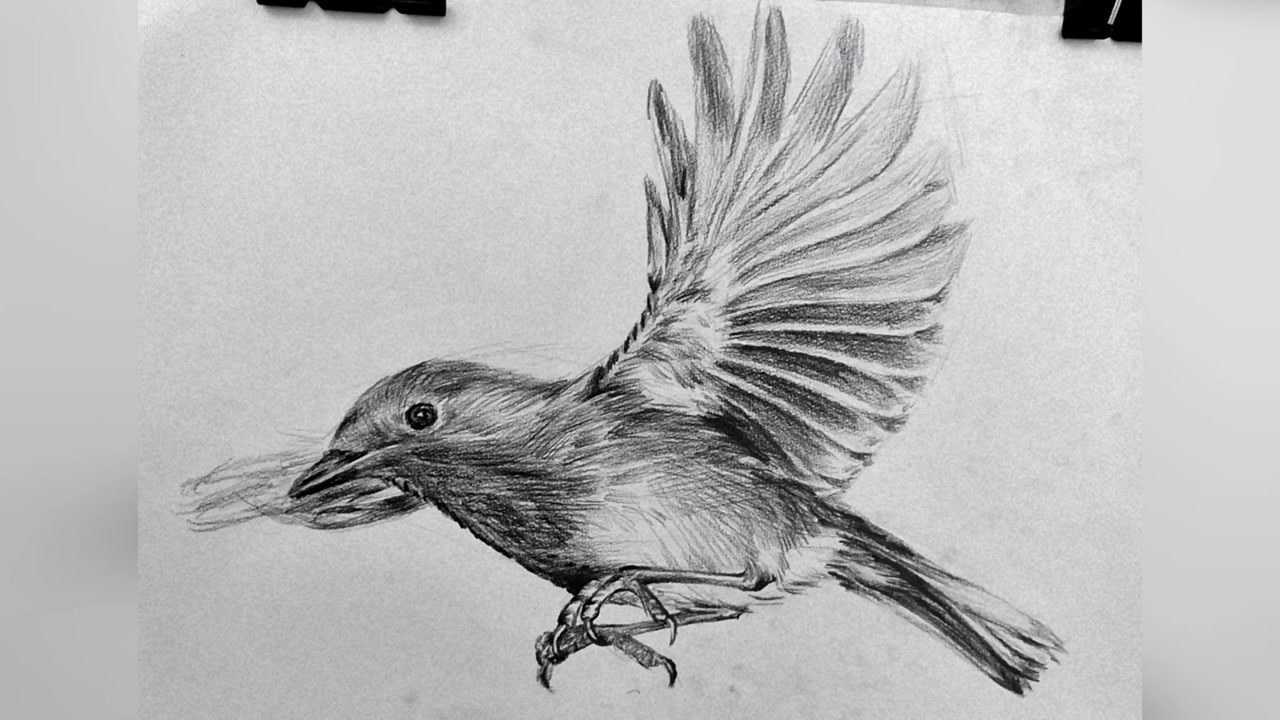 素描动物世界,自由翱翔的飞鸟