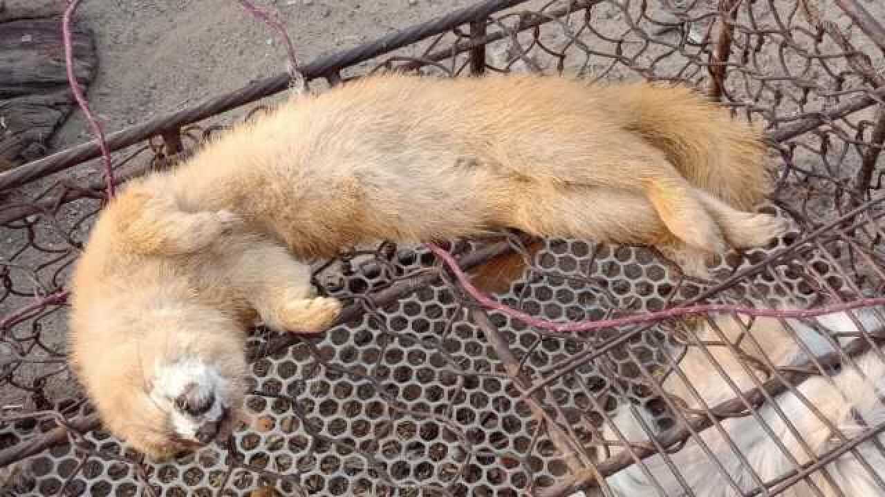 俗话说黄鼠狼进家不能打杀专家研究后得知这不是迷信