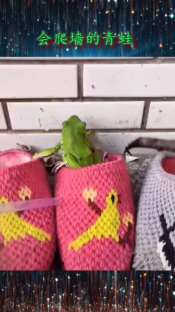 这是什么品种的青蛙,居然会爬墙,好神奇啊