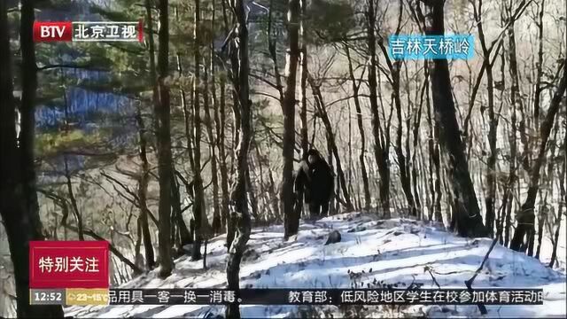 吉林省天桥岭林区再现野生东北虎!