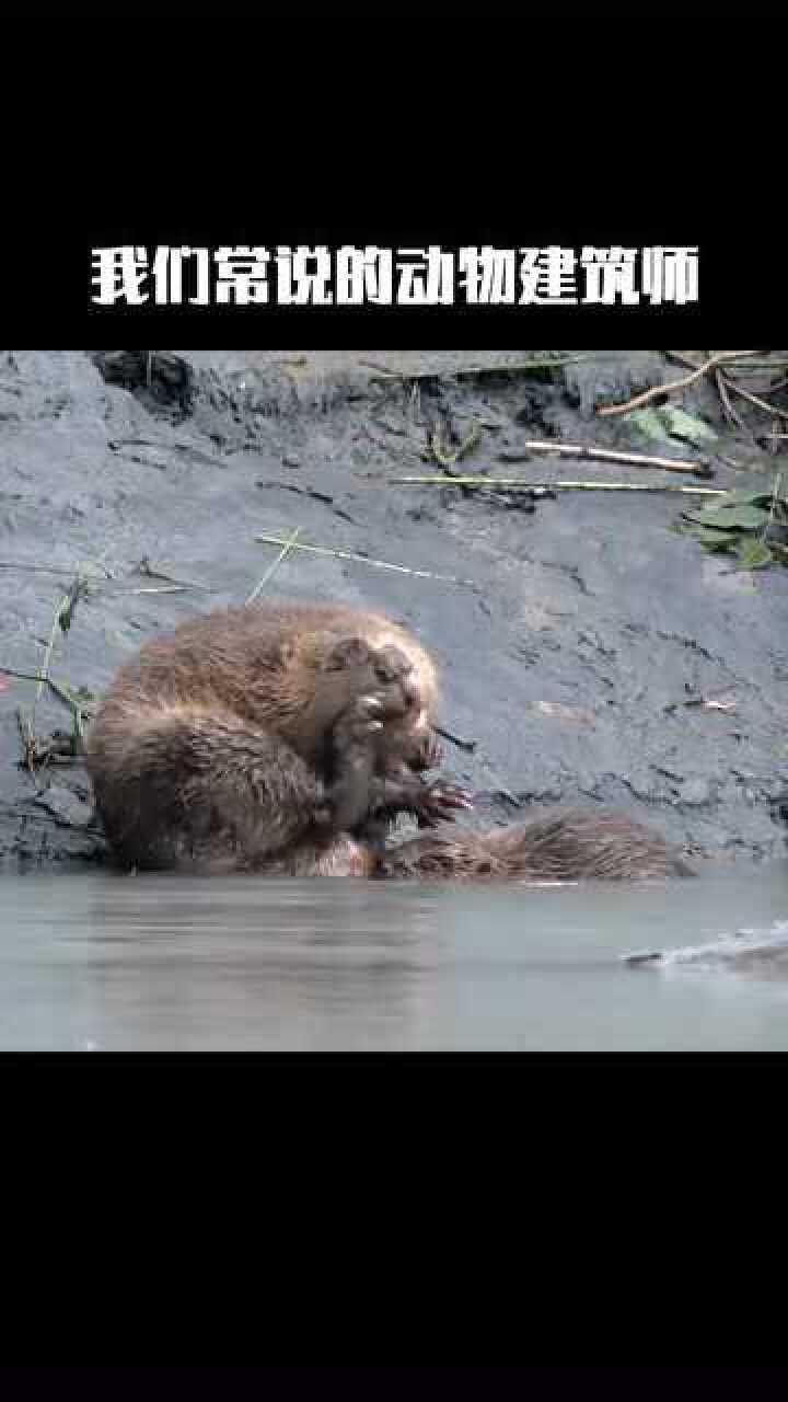 水獭海獭海狸的区别,别再搞混啦