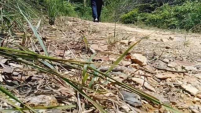 去山边找野生地胆草.