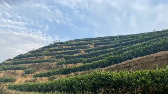 多么美丽的田野,在城市呆久了,就喜欢农村田野