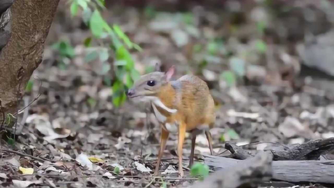 世界上最小的鹿,外形酷似老鼠,却是国家一级保护动物!