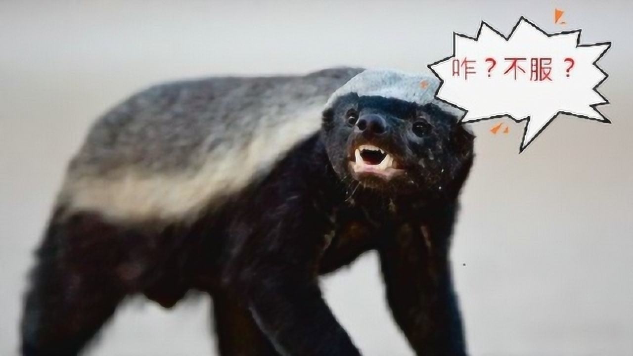 突击手蜜獾:生死看淡,不服就干!