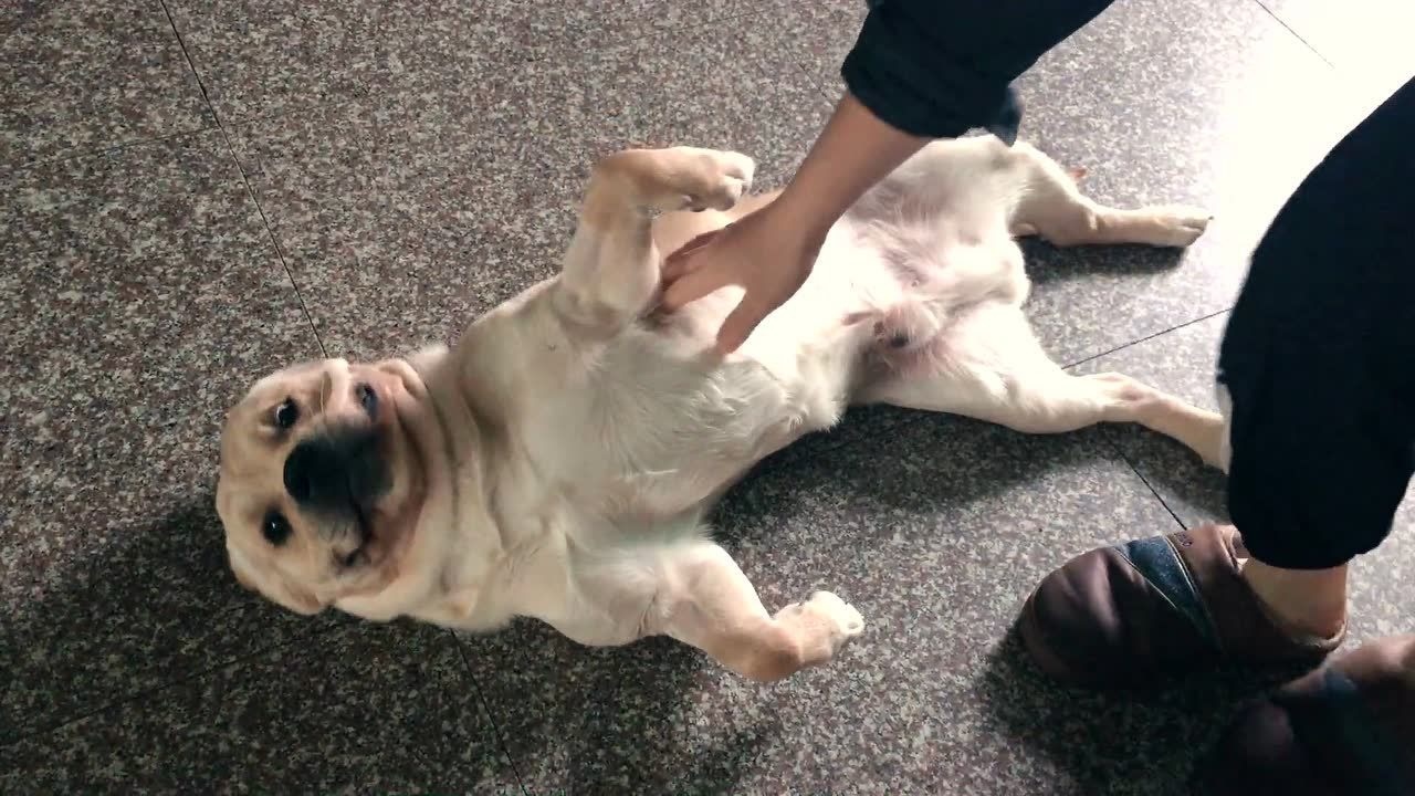 撸我家串串狗!-金毛和法斗的串串狗宝宝