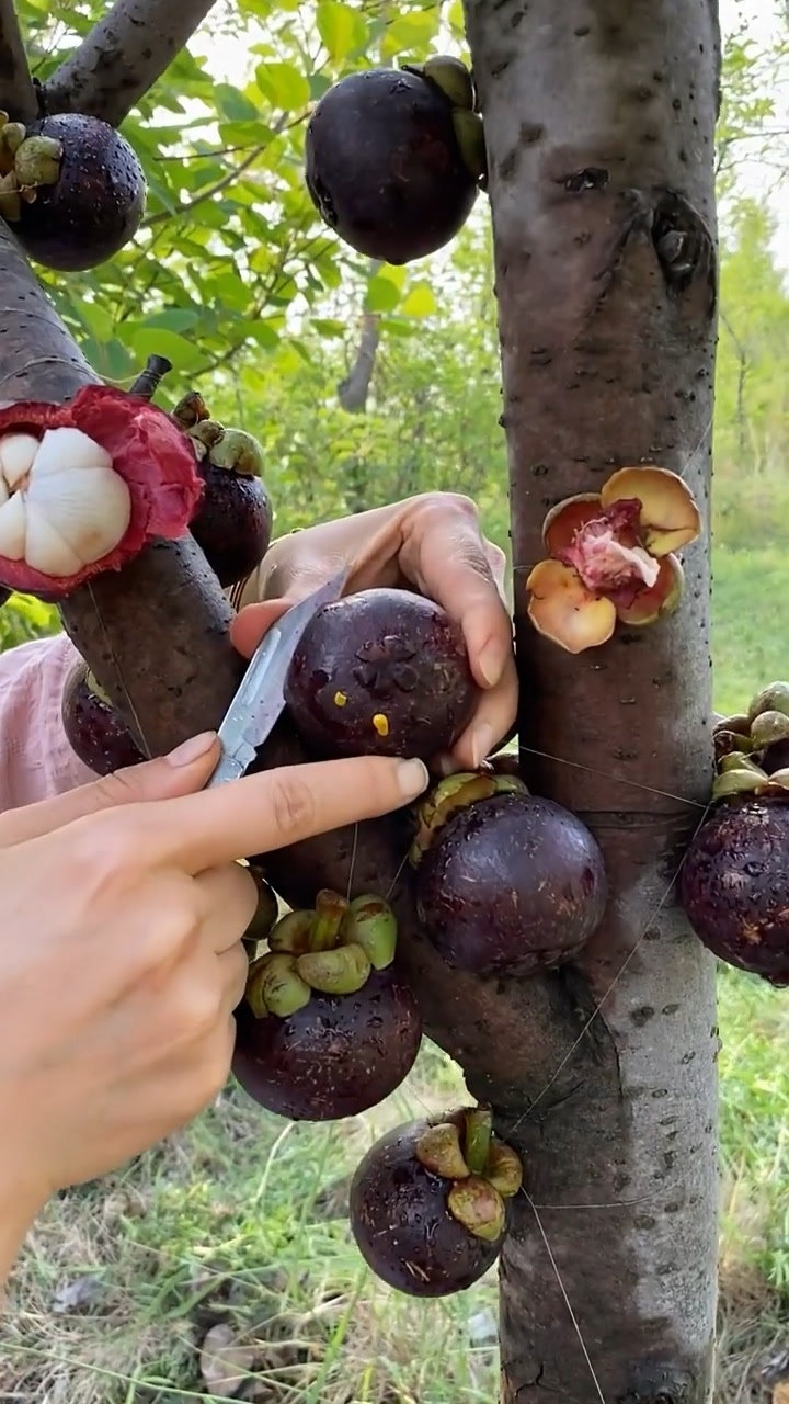 山竹在树上吃才好吃