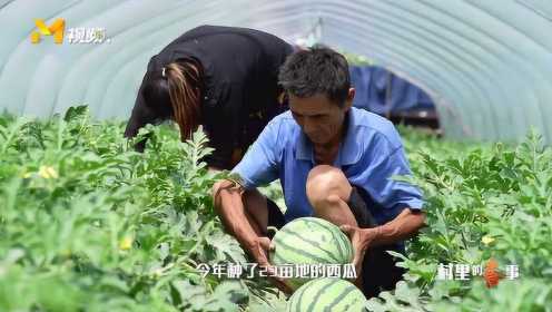 《村里的喜事》：安徽省临泉县西瓜丰收！隔屏感受摘西瓜的喜悦！