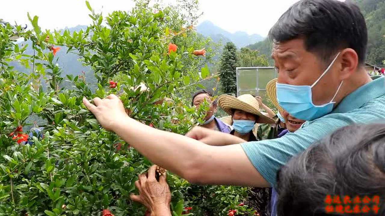 巴东赵维祝:软籽石榴苗木现场修剪培训