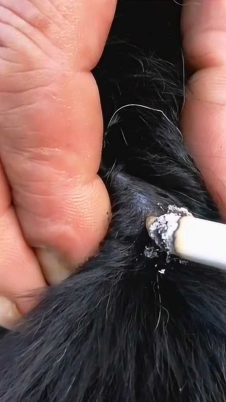 狗子都有被蜱虫咬的经历,烟头轻触蜱虫屁股,负痛口器松动,镊子取下