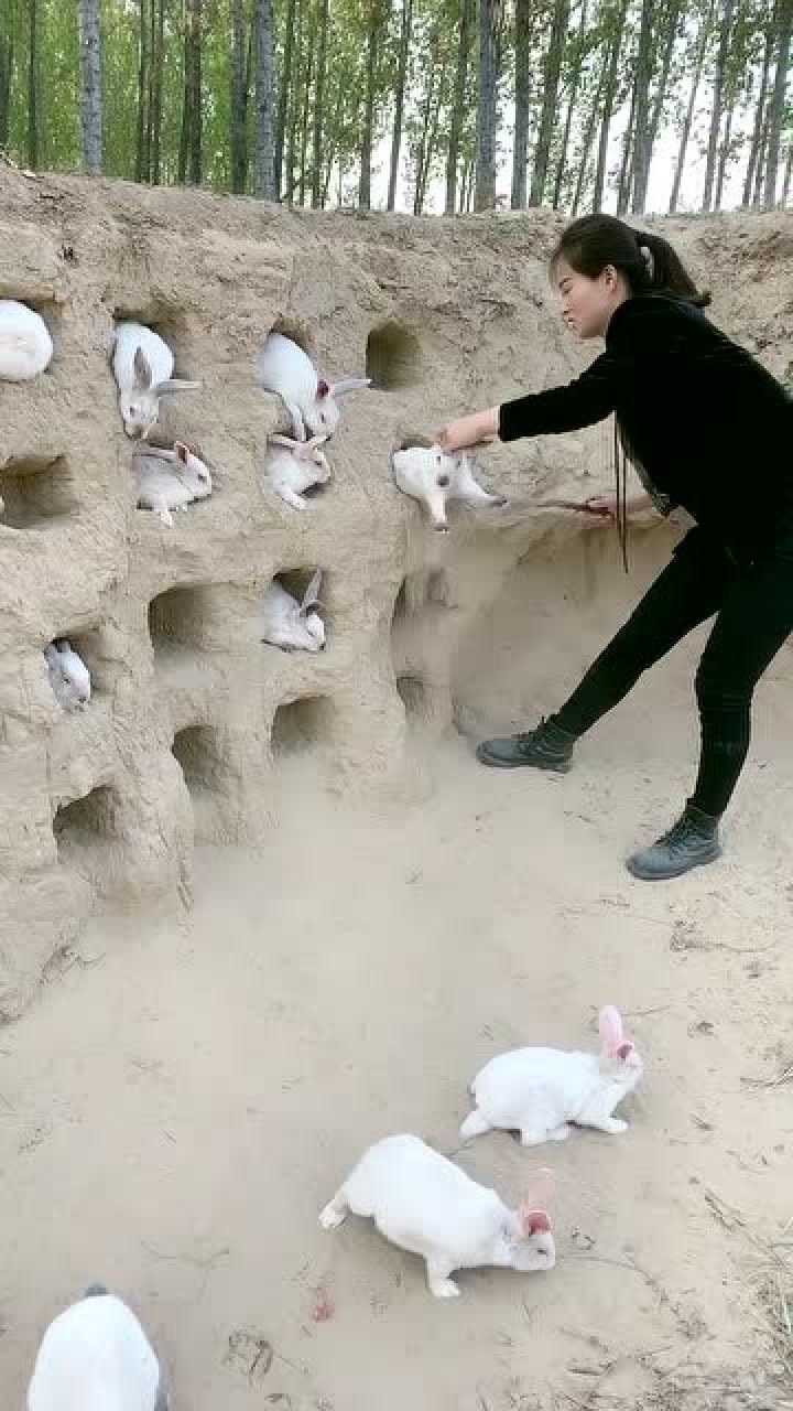 小兔子是住在洞里的吗