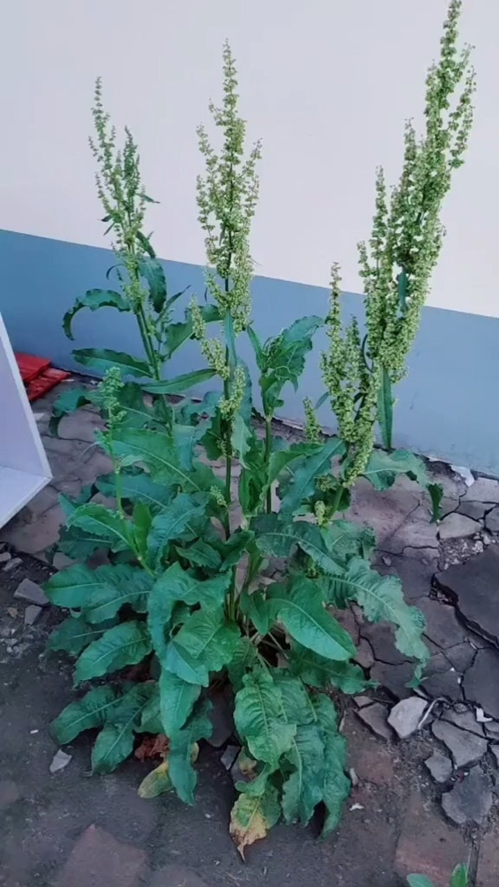 洋铁叶也叫土大黄,血三七,野菠菜,做乌发功效