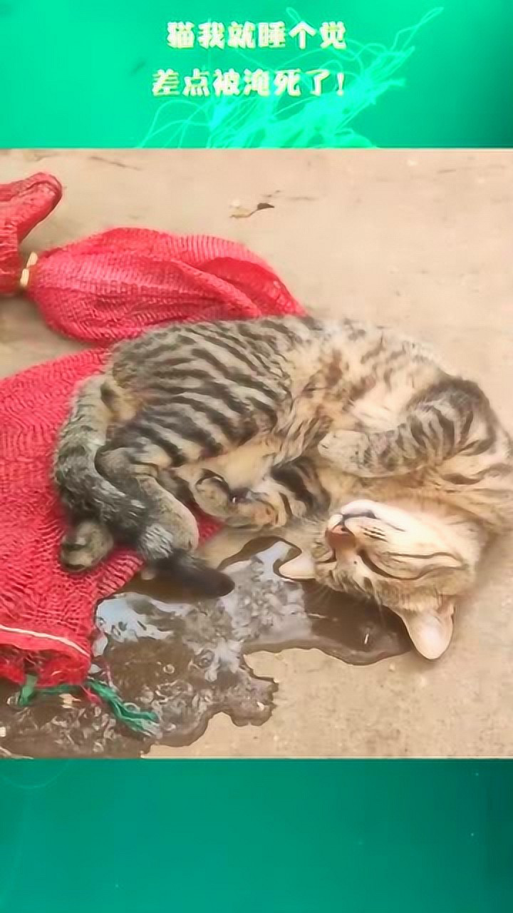 猫我就睡个觉,差点被淹死了!