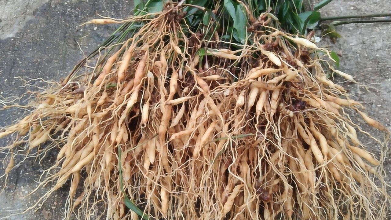 淡竹叶长的像竹子,却是一棵草,清热解毒它的小根块和麦冬一样的