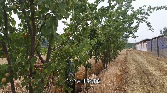 地里的杏成熟了,老乡喊农民阿强去摘杏吃,外地的你想家了吗?