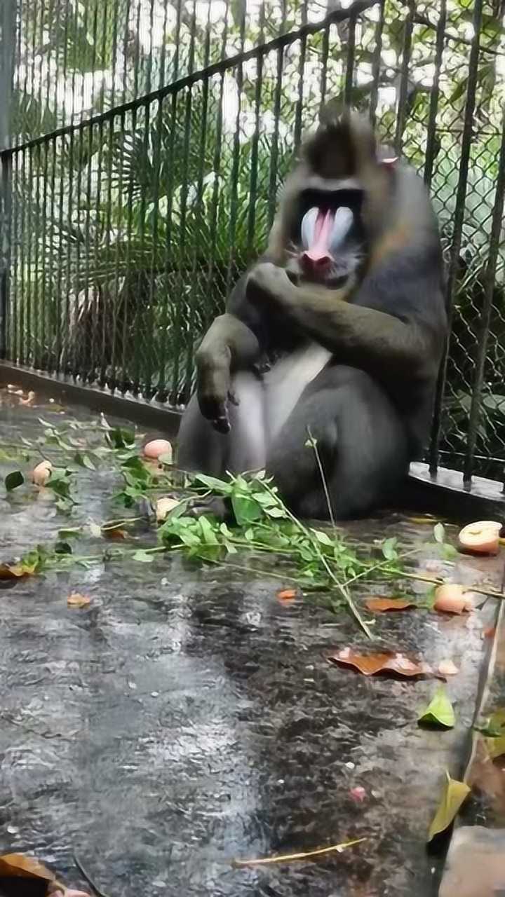 终于见到活的大马猴了长成这样子估计也没有动物愿意吃它