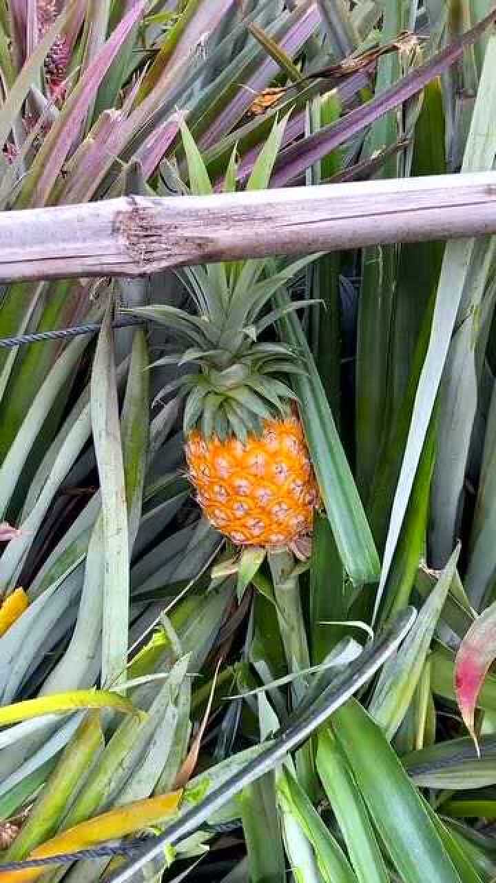 树上熟的凤梨你吃过吗