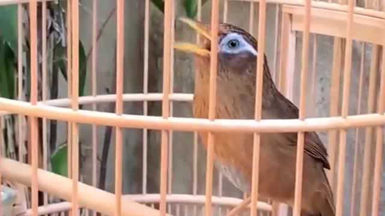 大青眼画眉鸟昂首大叫站姿优美叫声洪亮有劲值得收藏