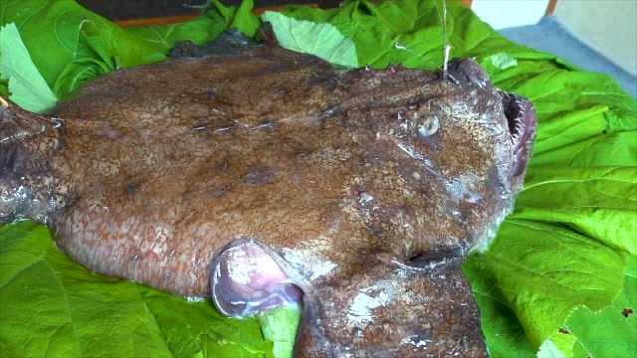 全身软塌塌的鮟鱇鱼,大厨只取肚子里的"宝贝",蒸出锅美味程度堪比鹅肝