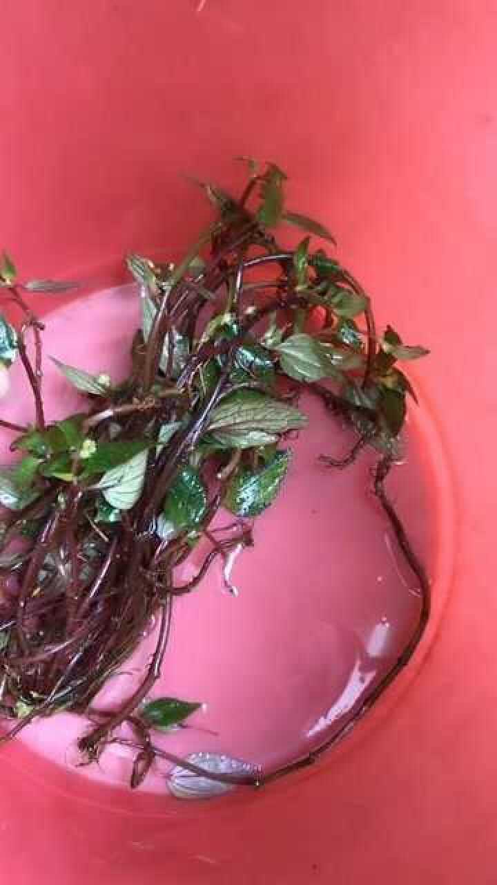 风柜斗草,养肝护肝.