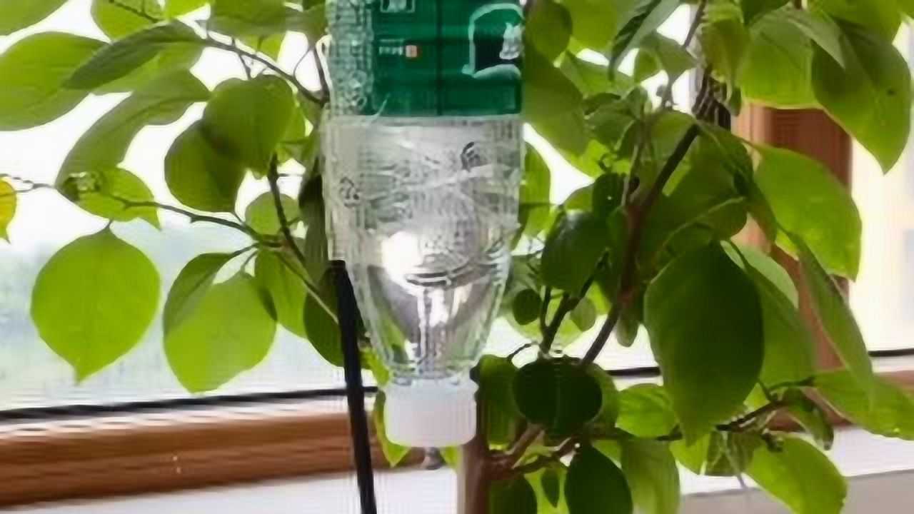 家里养花的朋友自制滴灌器再也不害怕心爱的花花枯萎了