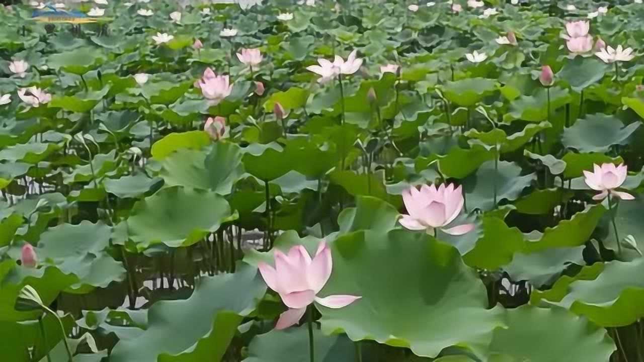 广州海珠湿地公园,柳絮随风飘飞,满地的荷塘开了很多荷花