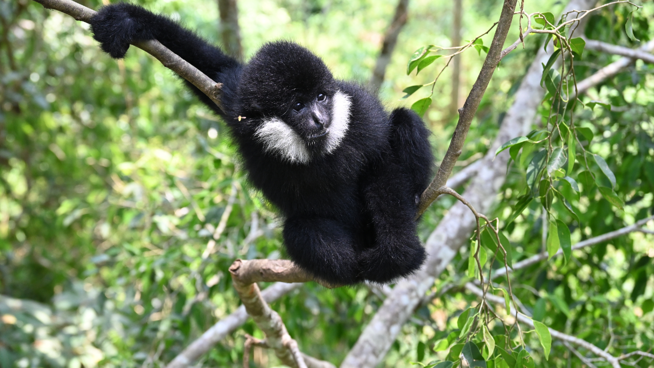 广州动物园成功繁育北白颊长臂猿比熊猫珍稀已在我国野外灭绝