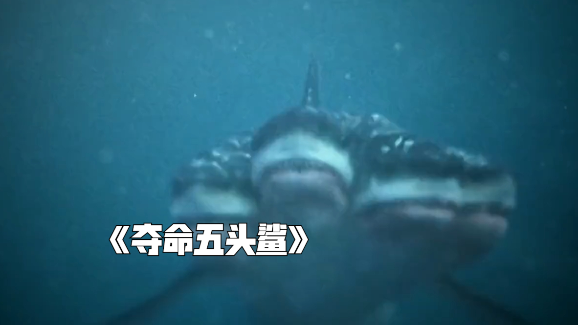 五头鲨鱼见到人就袭击,船长呼叫救援队请求支援