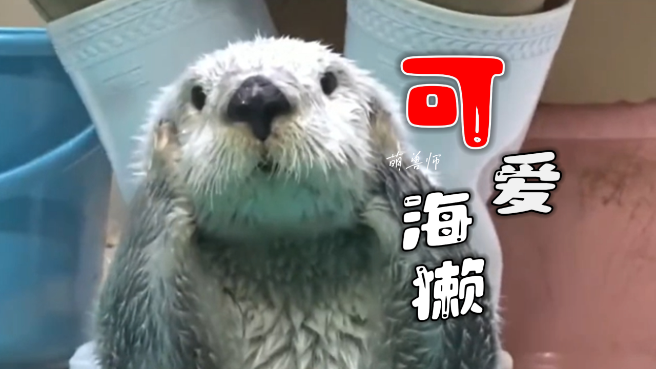 可爱排名第五的海獭,每天最爱洗香香|纪录片