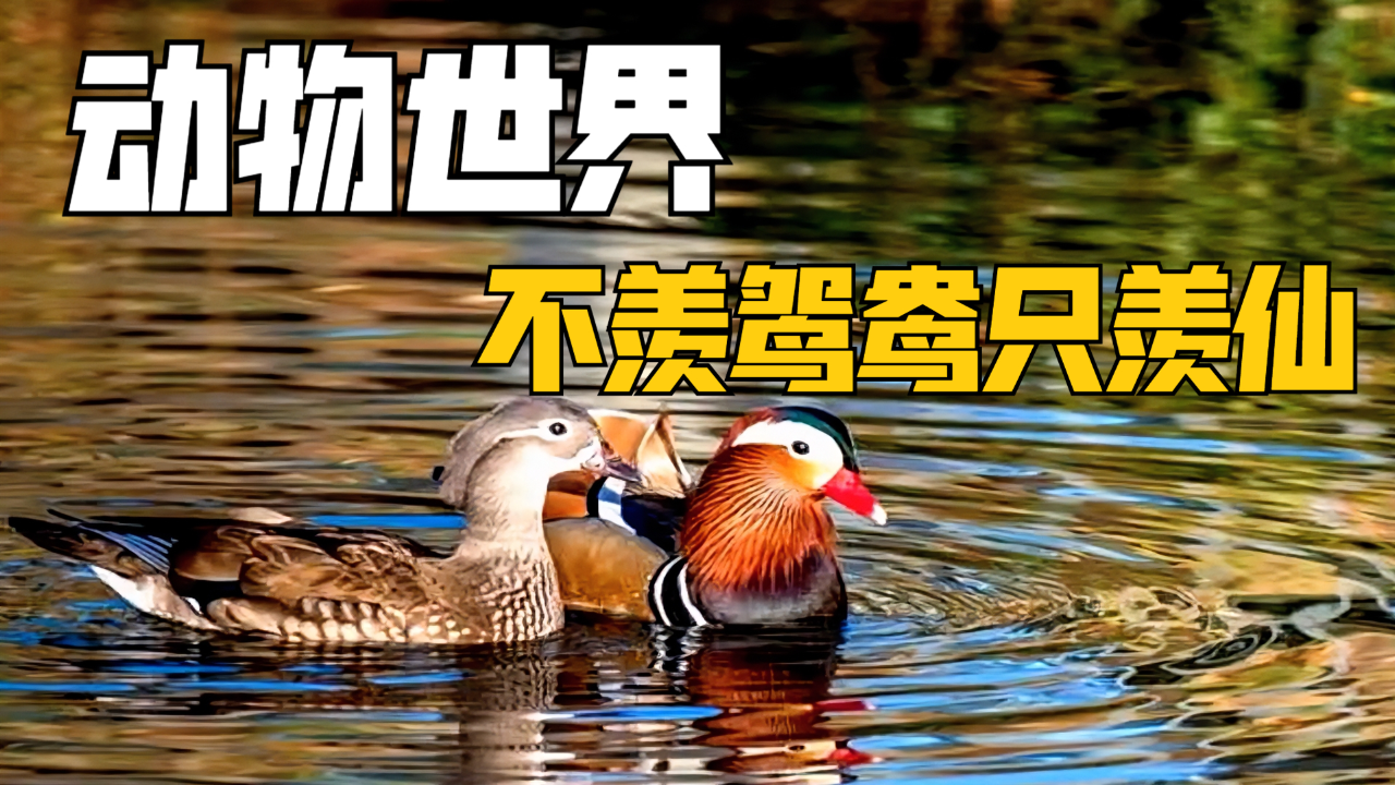 鸳鸯一年换一次伴侣,花天酒地竟是有名的渣鸟|纪录片