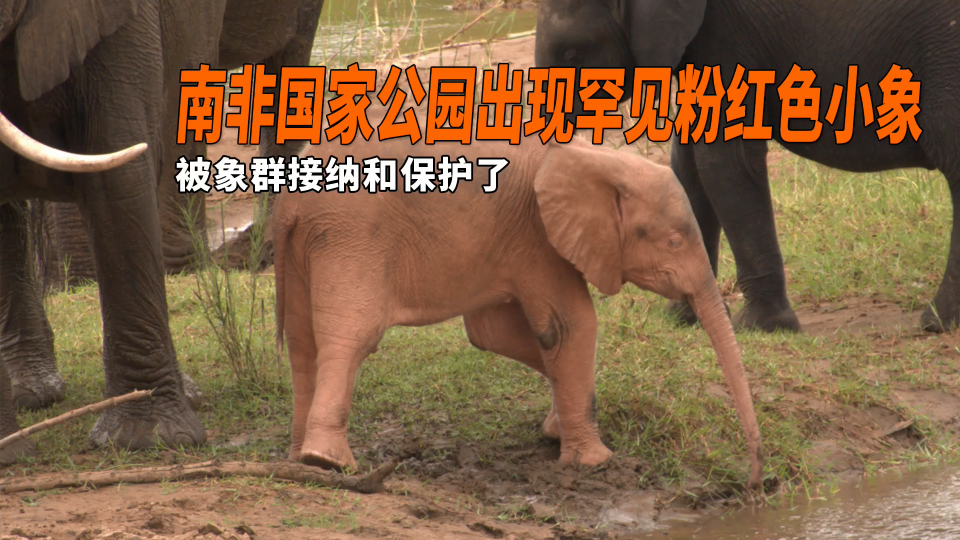 可爱!南非国家公园出现罕见粉红色小象