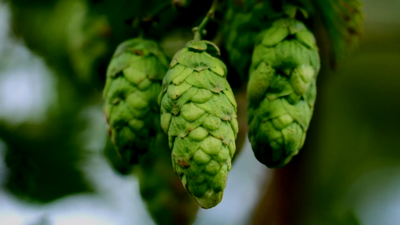 彻丽参与斯托克斯农场的啤酒花收割,藤蔓交织缠绕的酿酒原料!