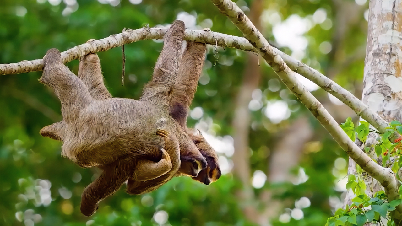 树懒爬树三天三夜找老婆,交配竟然只需要三秒| 纪录片