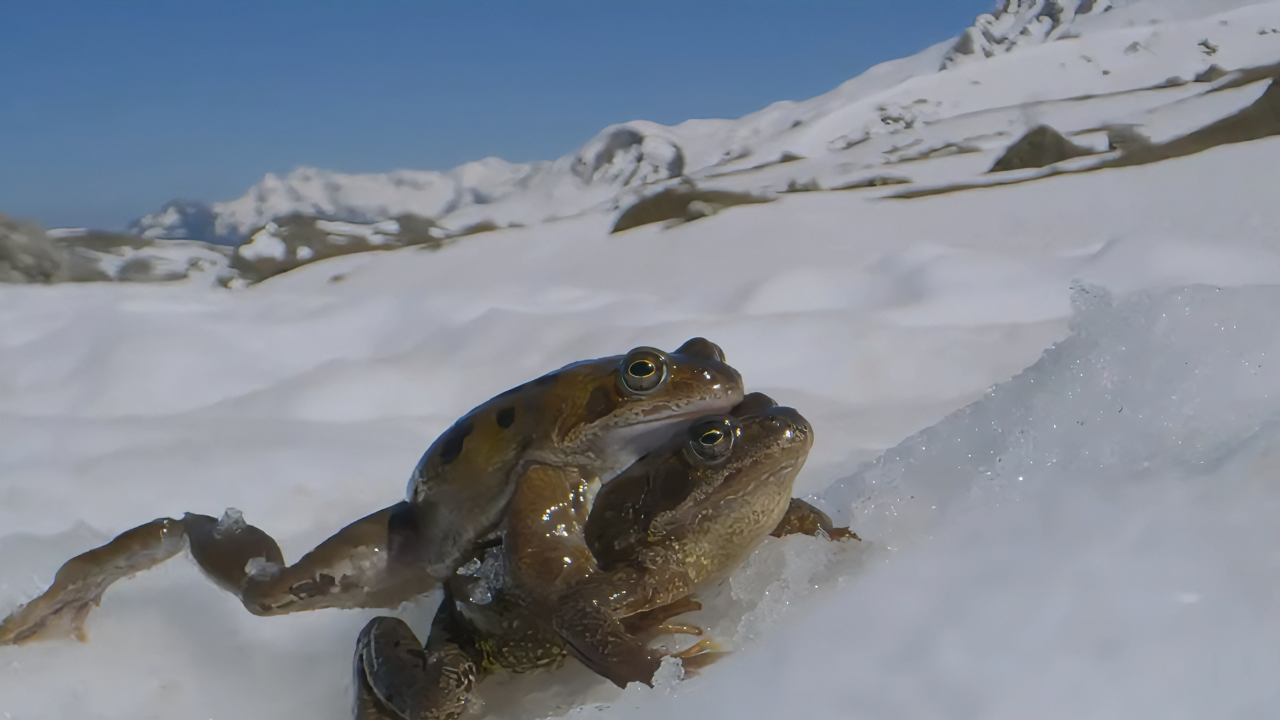 林蛙为交配当场强抢"民女",却被误认流氓挨了一顿揍|纪录片