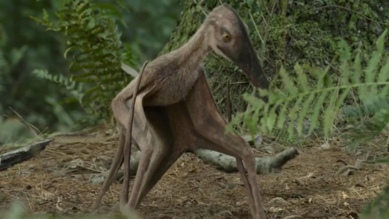 小翼龙:整好了那叫飞行,整不好那叫送命!