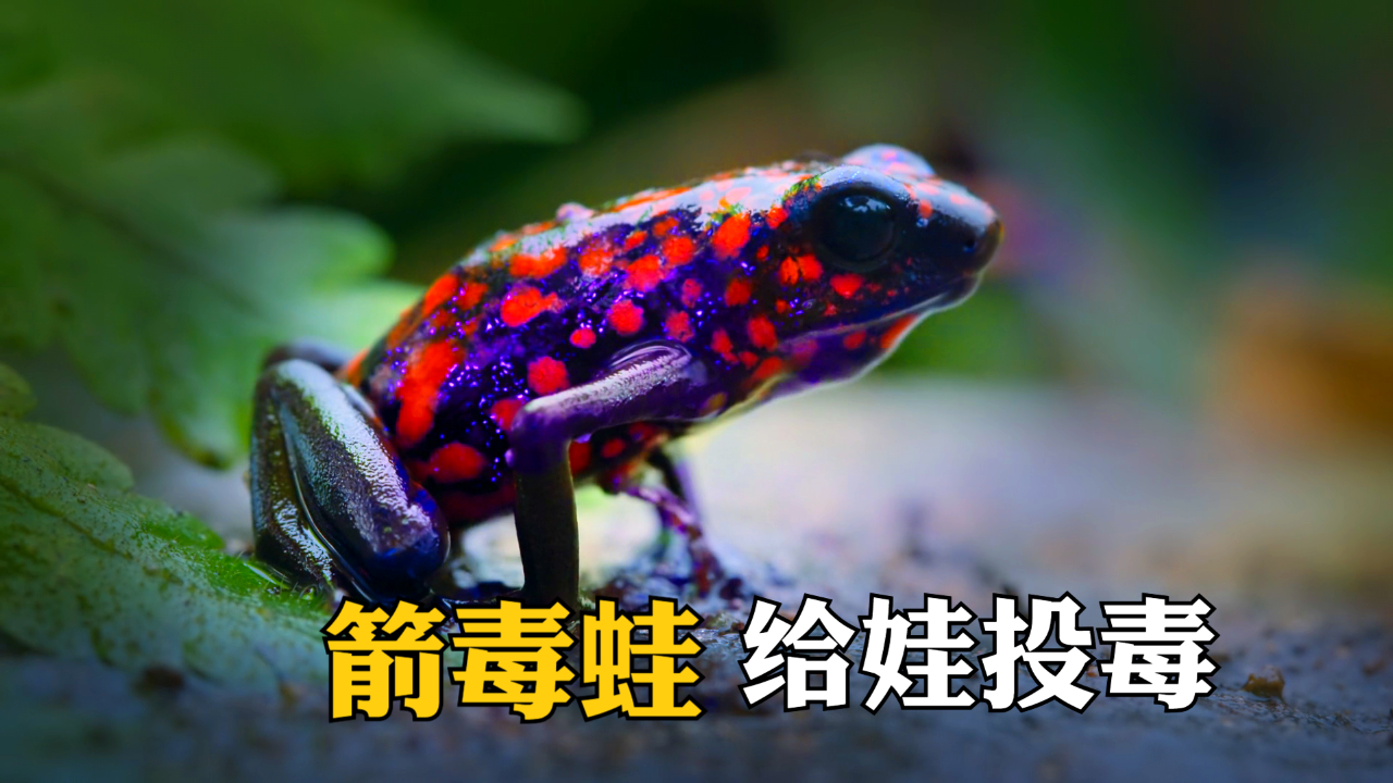 自然界的美丽杀手:箭毒蛙的毒是哪来的?