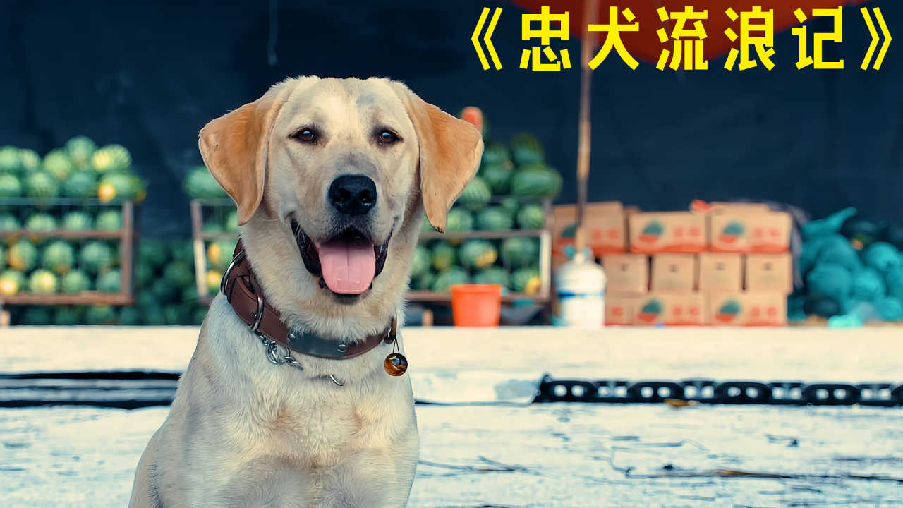 搜救犬叮当电影图片