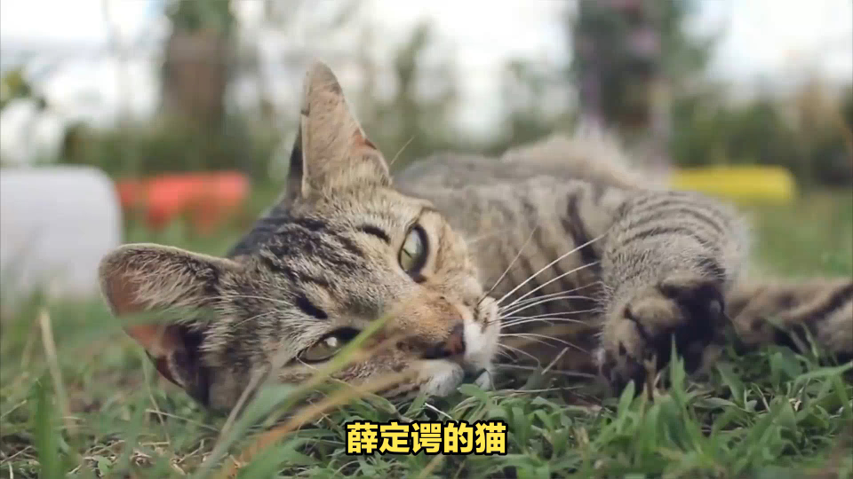 "薛定谔的猫"到底想表达什么?"既死又活"的猫到底是什么梗?
