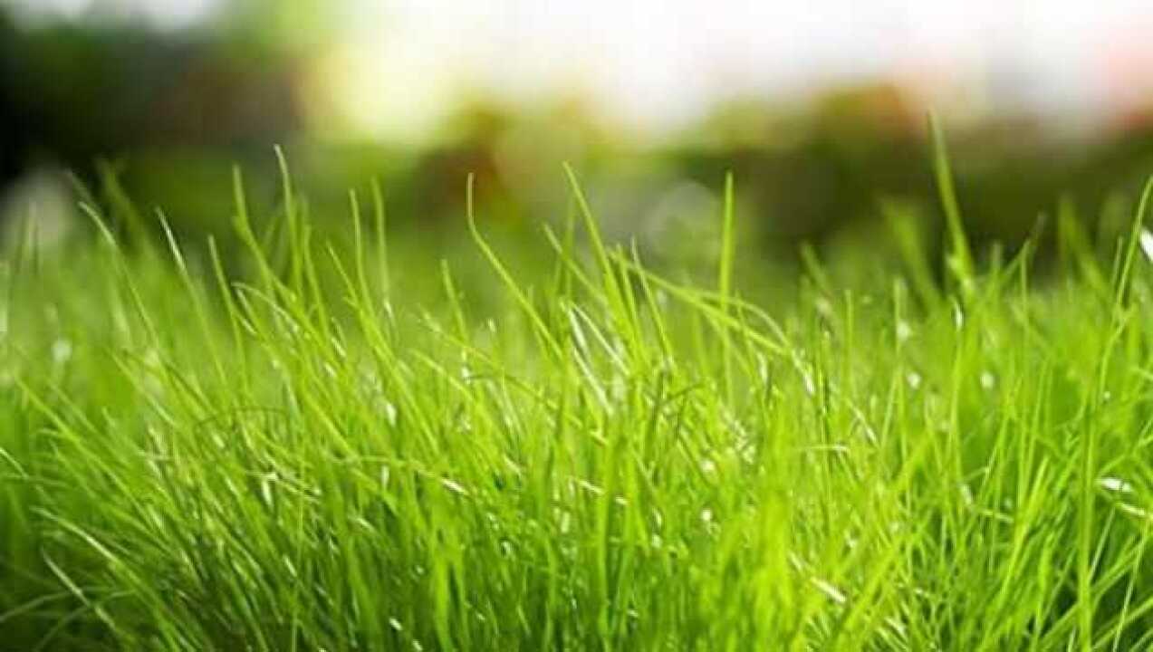 实拍小草生长全过程，感慨造物主如此这般神奇_高清