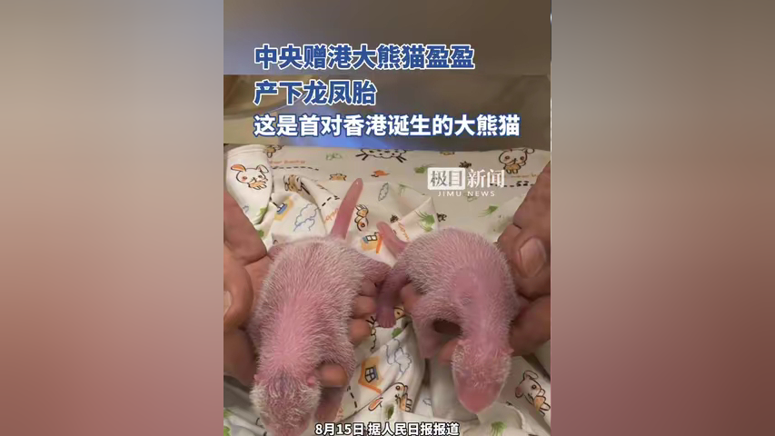 小熊猫四胞胎诞生图片