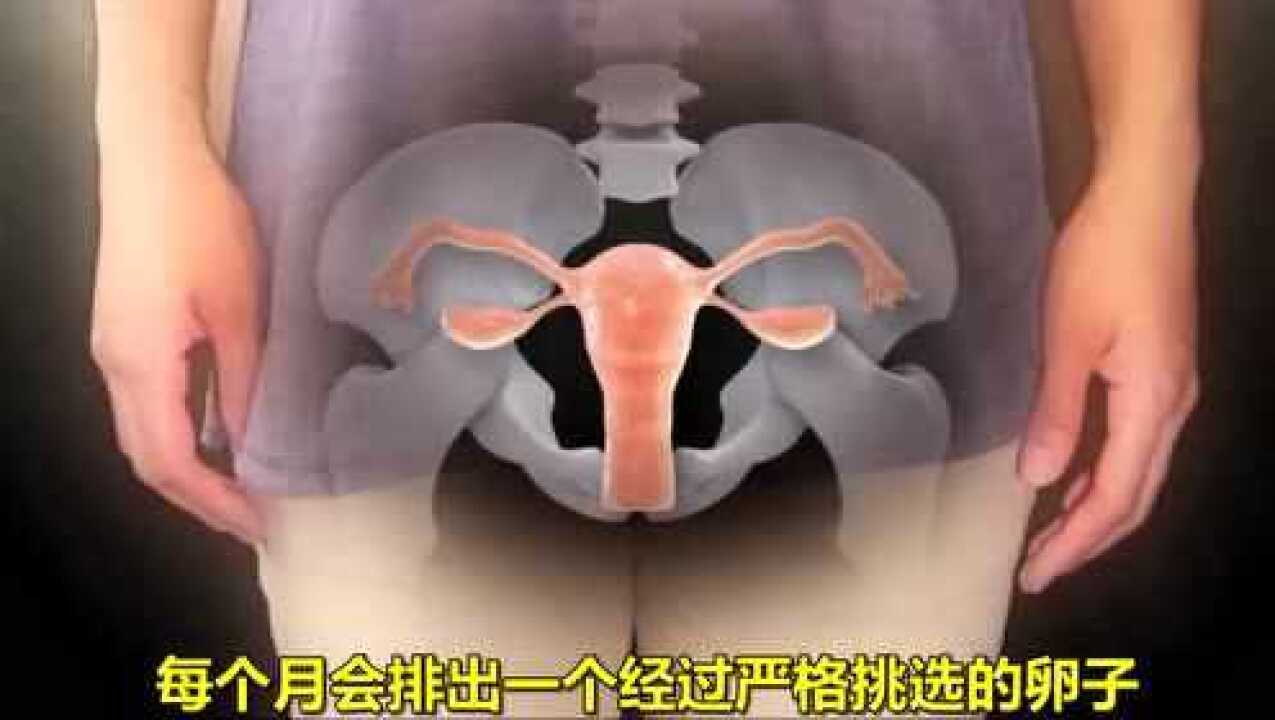 受精卵的历程_高清1