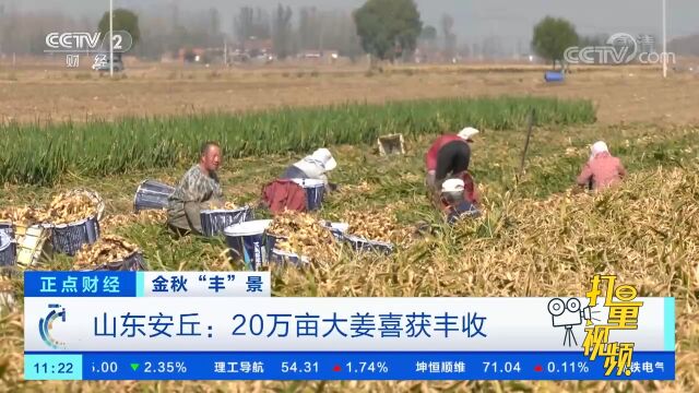 山东安丘:20万亩大姜喜获丰收