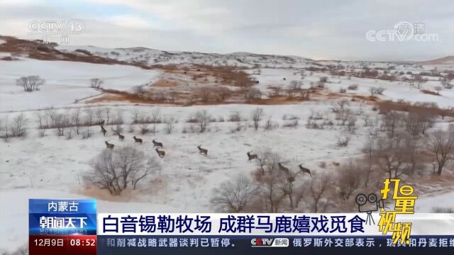 内蒙古白音锡勒牧场成群马鹿嬉戏觅食