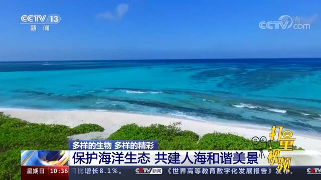 保护海洋生态,共建人海和谐美景