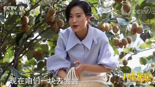 陕西周至县——全国最大的猕猴桃种植地，产量极高