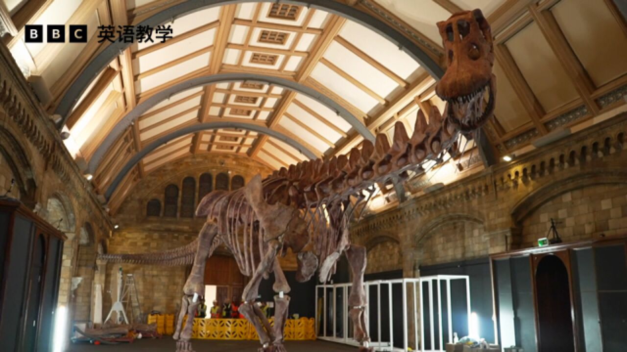 bbc英语大破解:patagotitan 巴塔哥巨龙骨架模型在伦敦展出