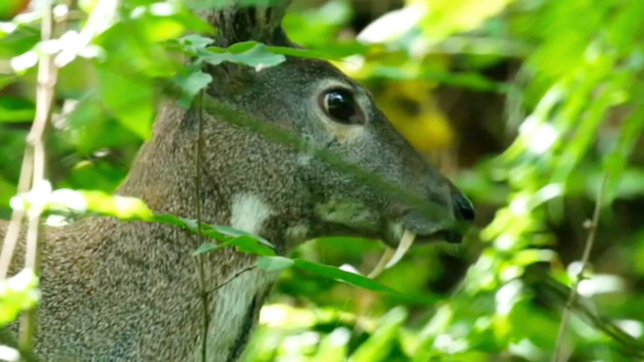 长着獠牙的胆小鬼林麝首现四川叙永,软黄金麝香为雄性特有,却重女轻男