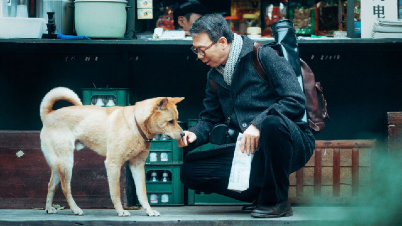 《忠犬八公》首映影评:成功的本土化翻拍,难以抵挡的催泪炸弹!_腾讯视频